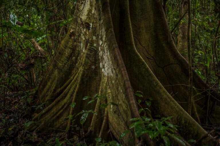 Selva árbol DSC_7498